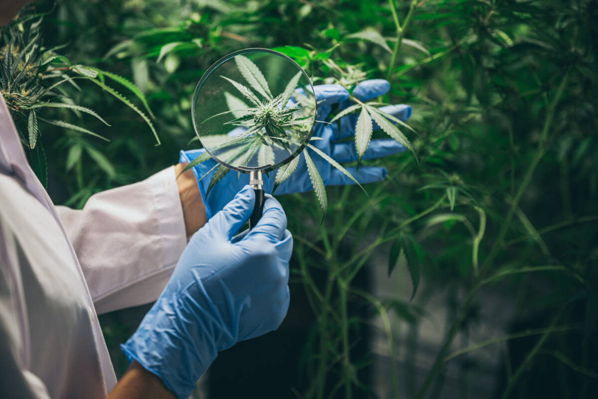 Article image for Regulation needed to tackle medicinal cannabis prescribing according to Australian Medical Association