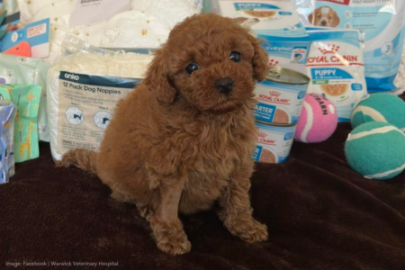 Generosity saves a Cavoodle puppy born with a critical birth defect