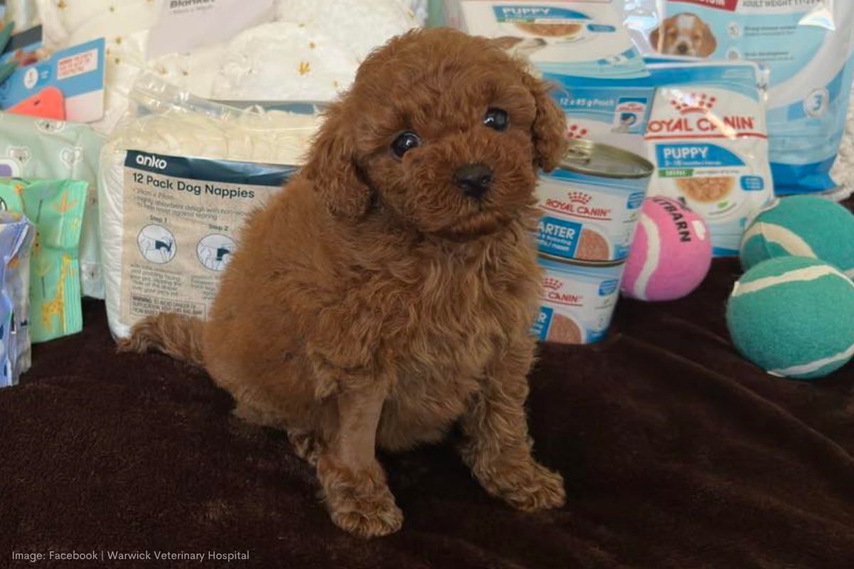 Article image for Generosity saves a Cavoodle puppy born with a critical birth defect