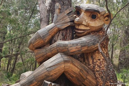 Termites affect Mandurah Giants, highlighting their limited lifespan