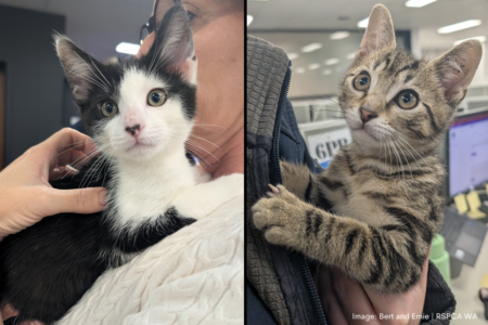 Facing critical overcrowding, the RSPCA is urgently seeking loving homes for cats