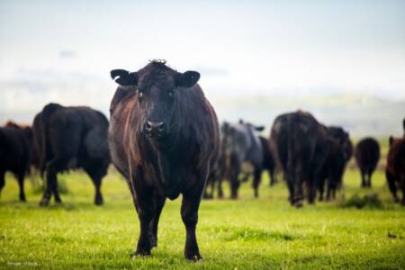 Nationals leader calls for review after biosecurity import restrictions lift on US beef