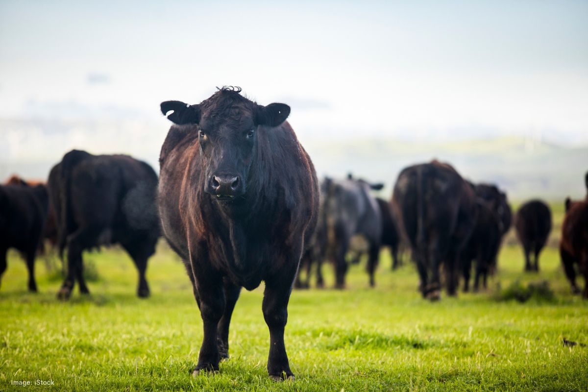 Article image for Nationals leader calls for review after biosecurity import restrictions lift on US beef