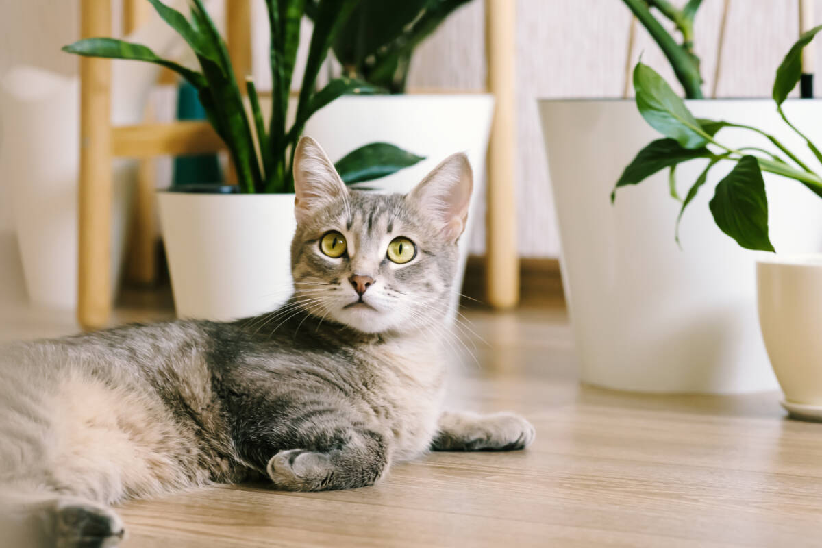 Article image for Western Australia urged to support local cat containment laws