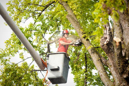 City of South Perth set to vote on removing trees planted last year at Lake Douglas