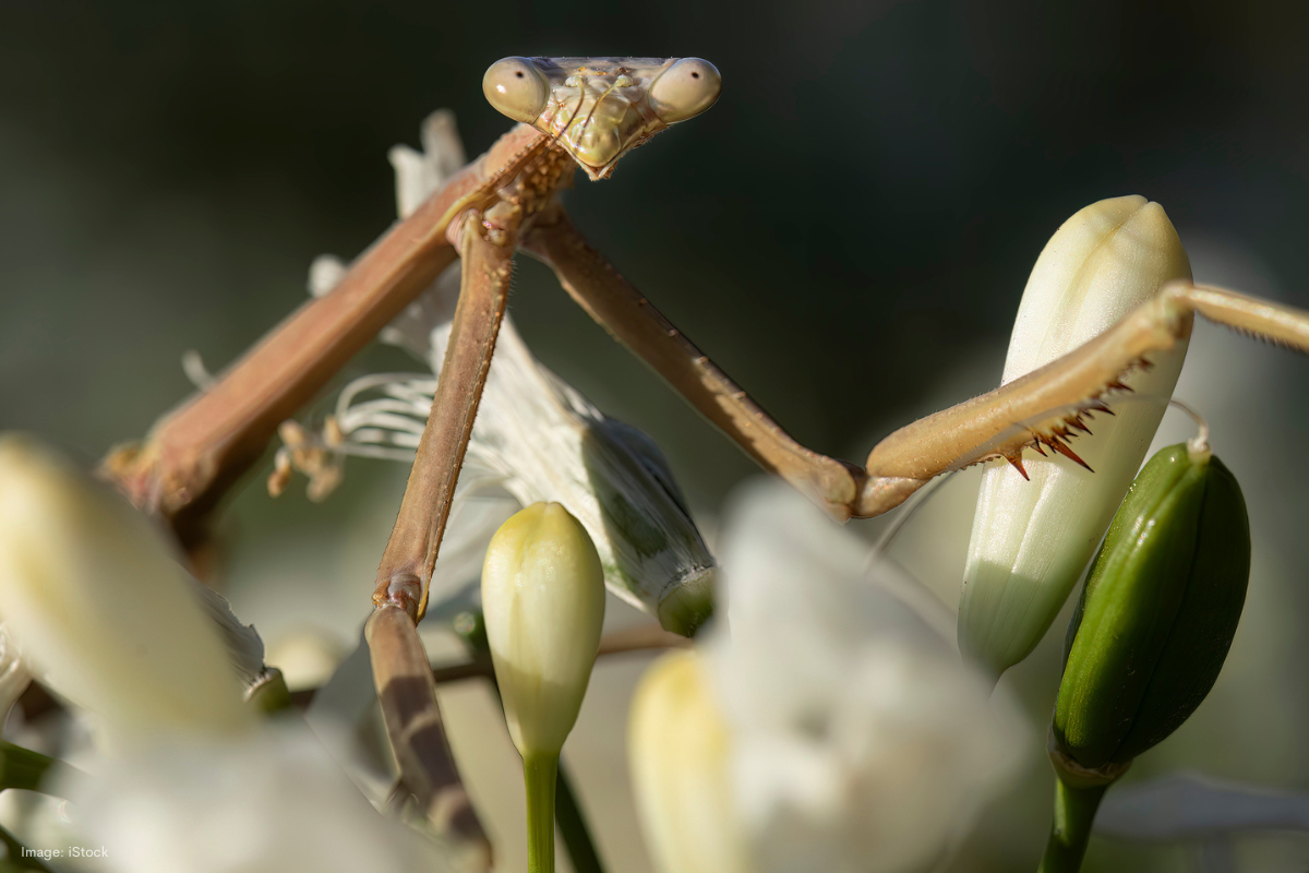 Article image for Smugglers are finding Australia’s rich and varied insect life an increasingly lucrative target