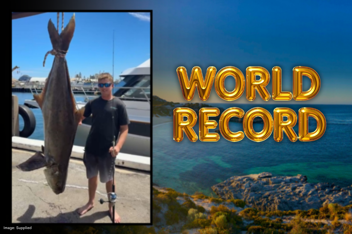 Article image for Rottnest 80kg cobia officially breaks world record