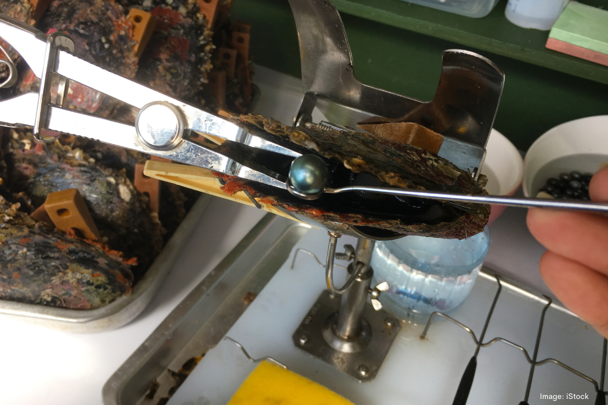 Article image for WA Pearls are once again in high demand, with continued expansion expected