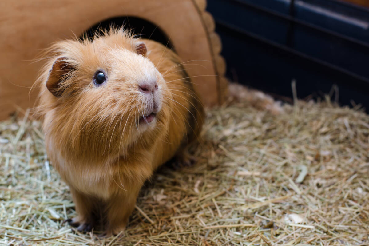 Article image for Prisoner conduct under scrutiny after disturbing animal shelter discovery