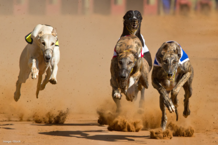 Future of greyhound racing in WA uncertain as inquiry commences
