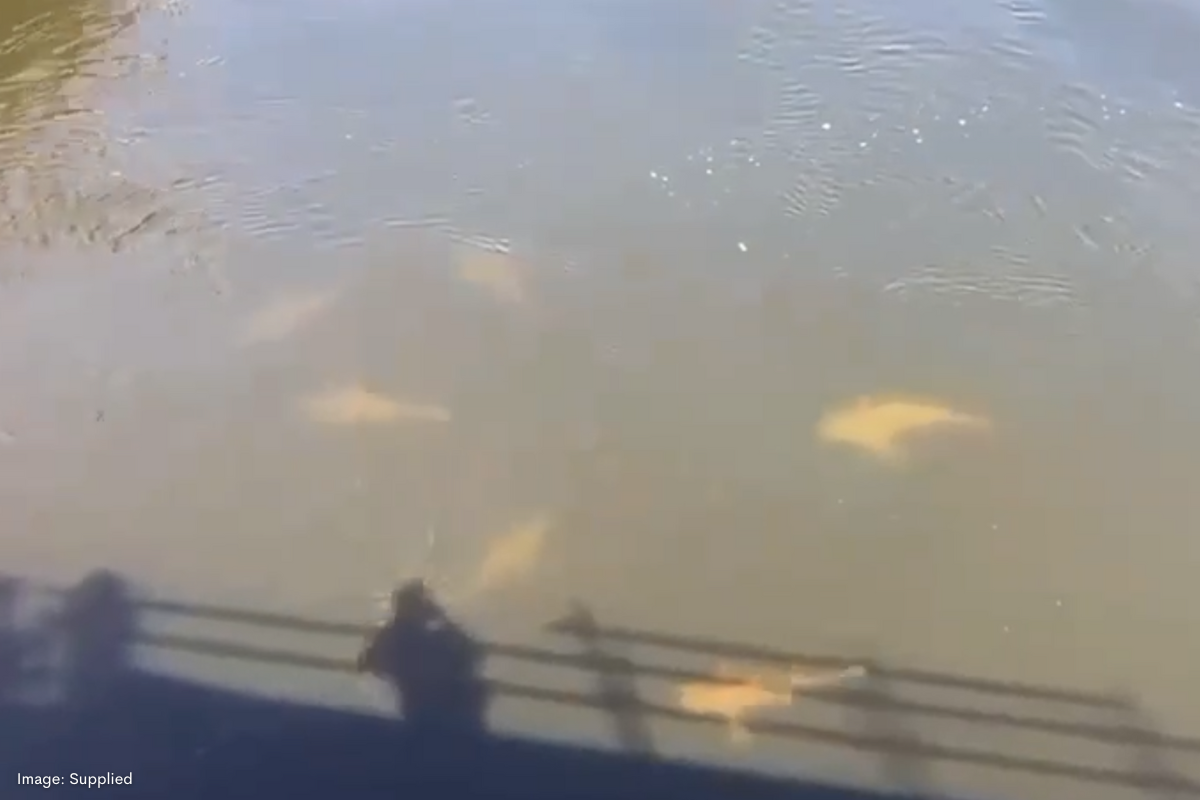 Article image for Large school of sharks in Swan River fascinates passers-by