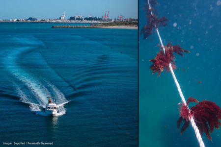 Cattle farmers turn to the ocean for methane reduction