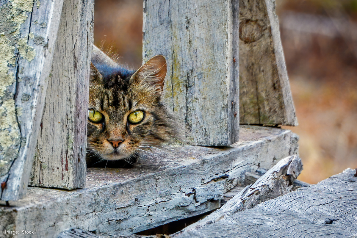 Article image for Proposed bill set to end free-roaming pet cats