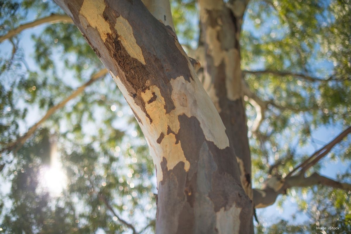 Article image for City of Canning increases penalty for damaging or removing public trees
