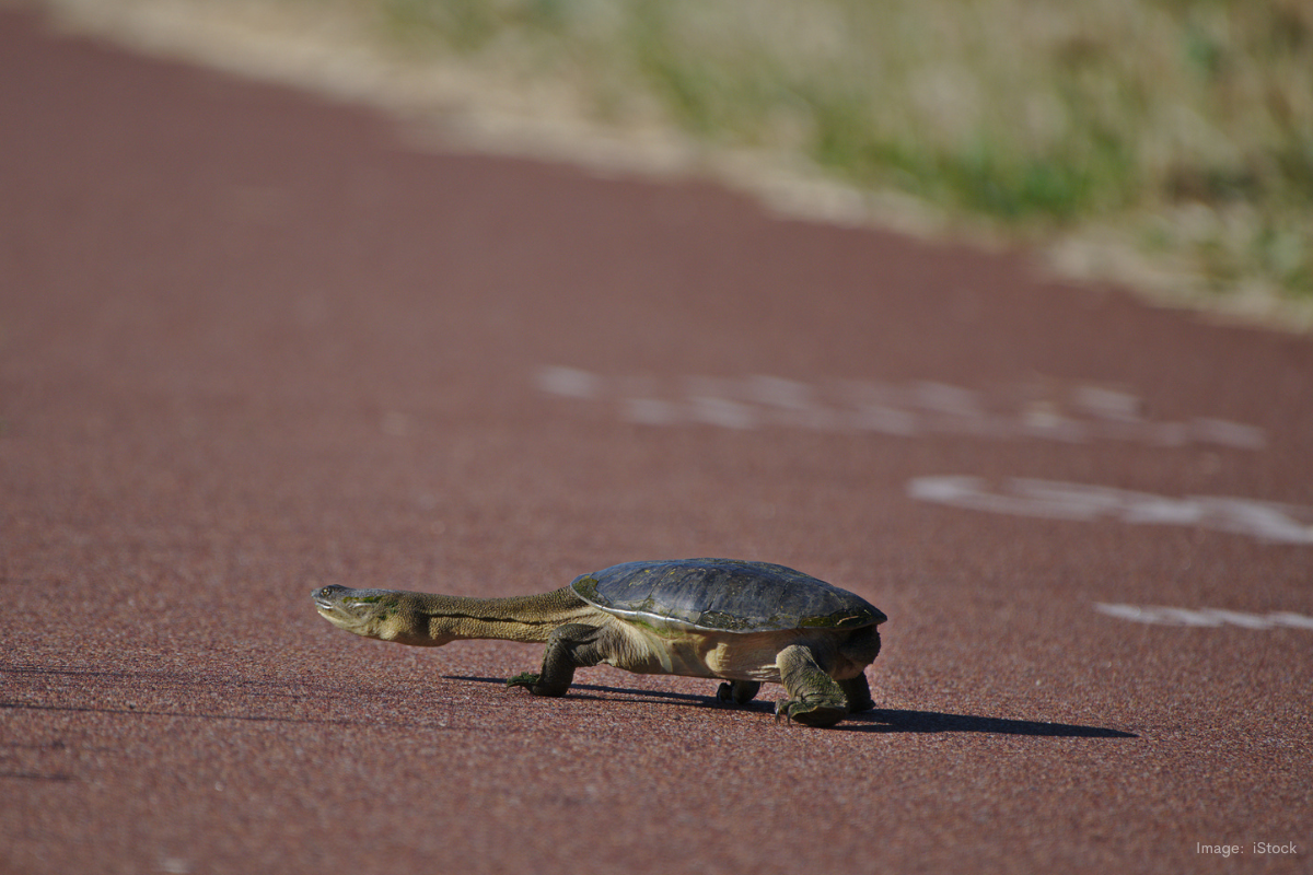 Article image for Declining snake-neck turtles on the move: drivers beware