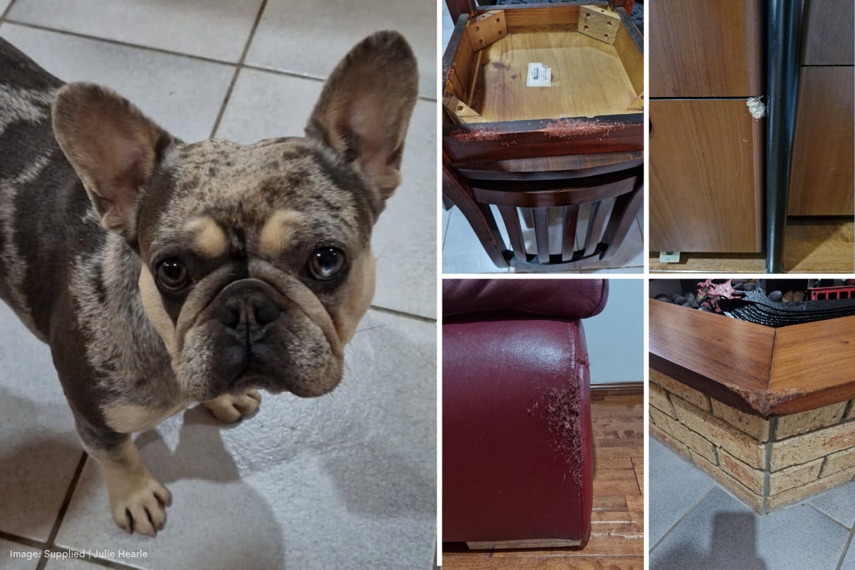 Article image for Sweet French Bulldog or Fur Ball of Destruction – An Owner’s Tale