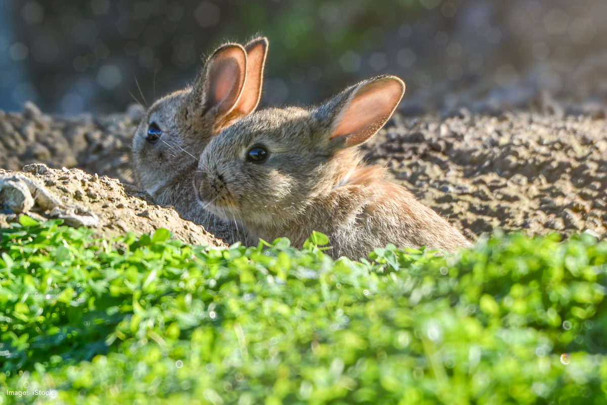 Article image for Rising calicivirus resistance in wild rabbits fuels destructive surge