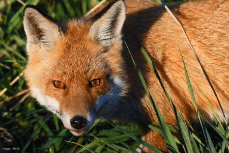 Councils deploy cameras in wetlands to protect turtles from foxes