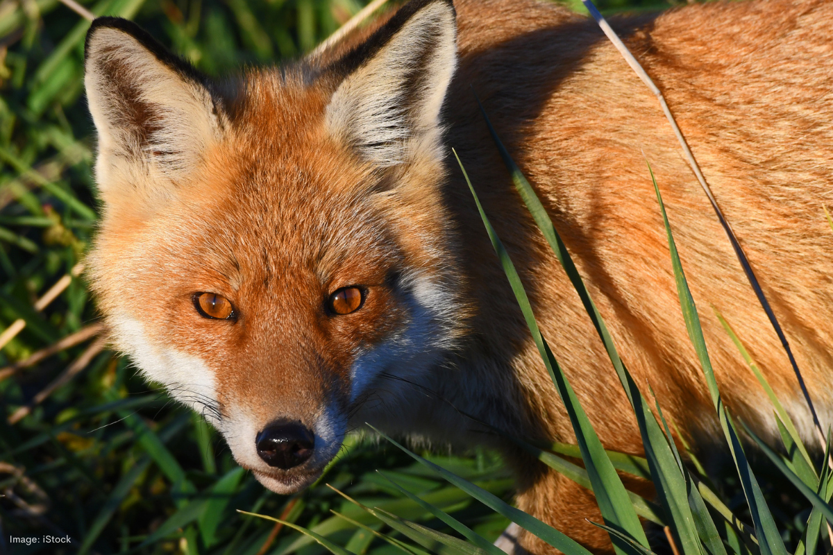 Article image for Councils deploy cameras in wetlands to protect turtles from foxes