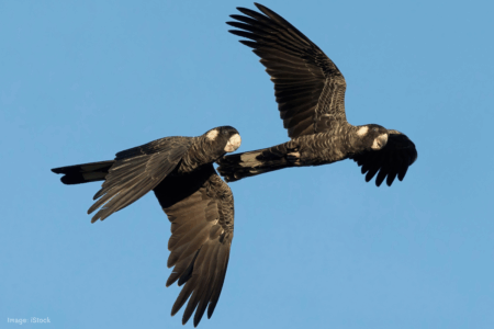 Experts seek solutions as fatal black cockatoo strikes escalate