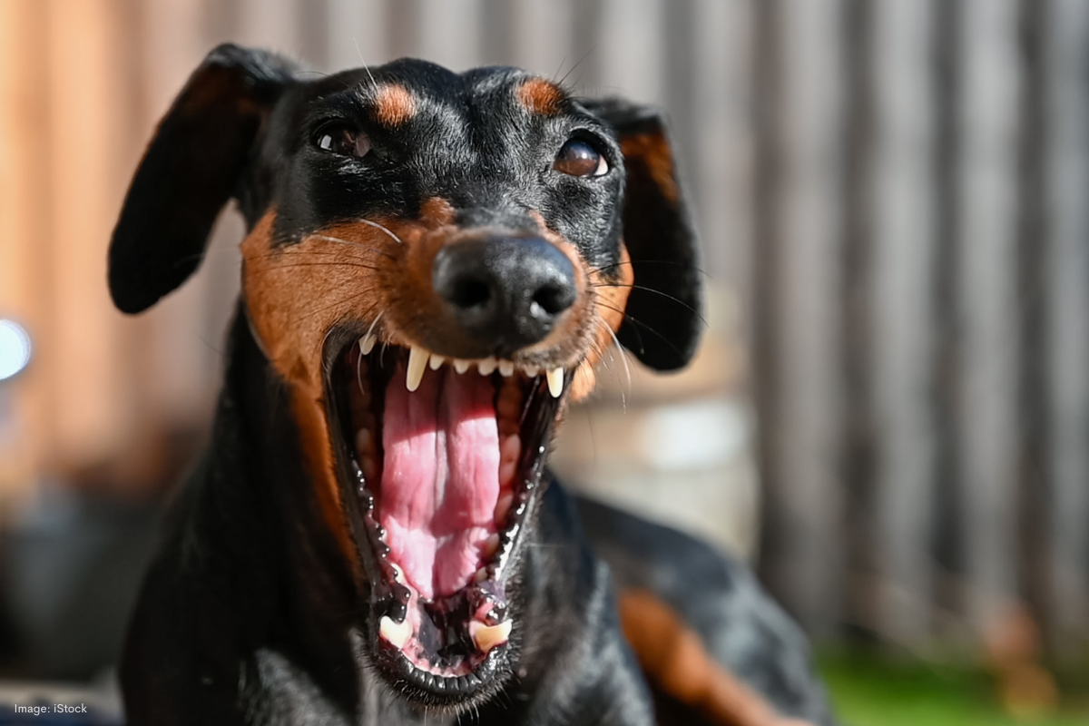 Article image for Protect your postie this festive season as dog attacks continue to rise