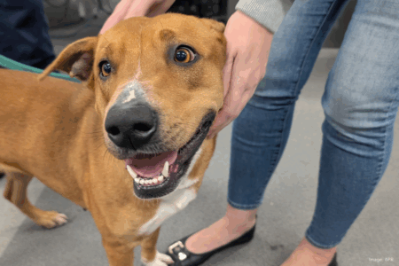 Benefits of fostering versus adopting your next pet