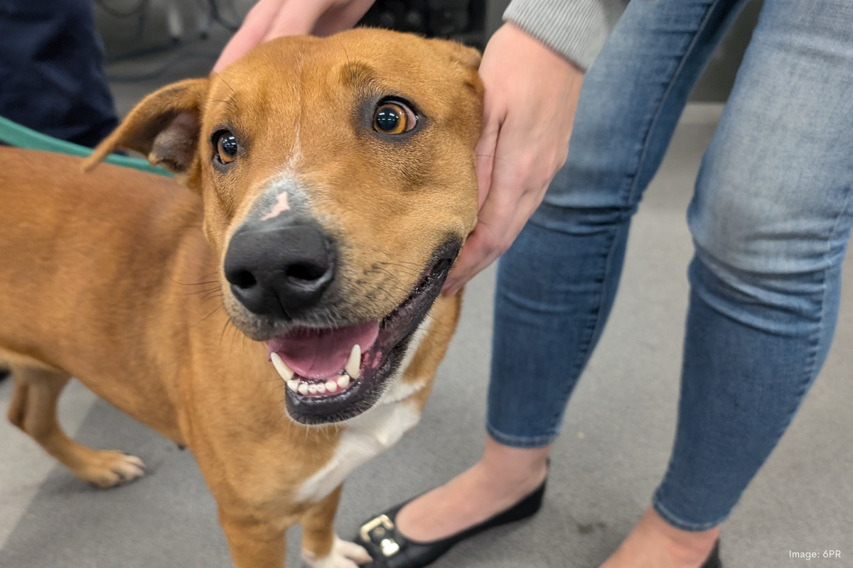 Article image for Benefits of fostering versus adopting your next pet