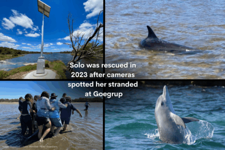 Vandals cut cables to dolphin monitoring cameras for third time