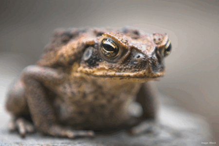 Biodiversity tragedy looms: Time running out to halt cane toads’ advance on the Pilbara