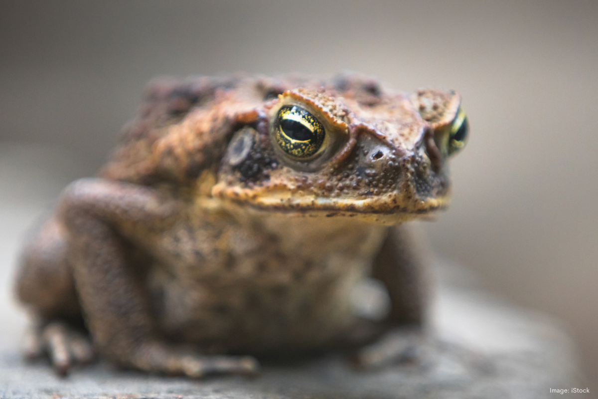 Article image for Biodiversity tragedy looms: Time running out to halt cane toads’ advance on the Pilbara