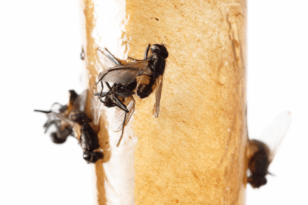 The buzzies are out! Perth’s copped the perfect weather for a fly invasion