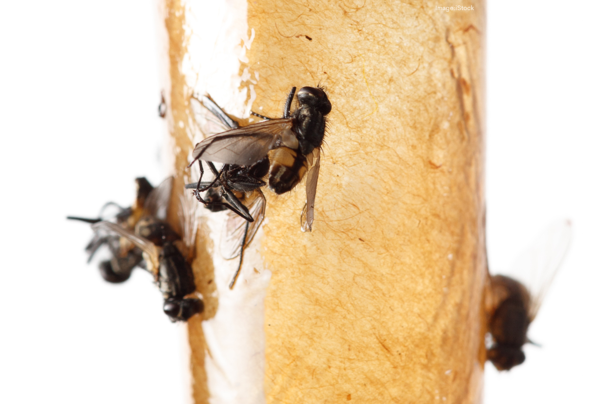 Article image for The buzzies are out! Perth’s copped the perfect weather for a fly invasion