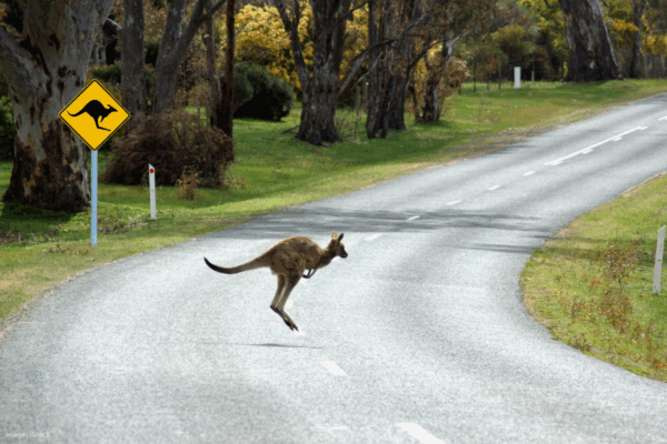 250 new signs as Wanneroo tackles wildlife-vehicle collision risk