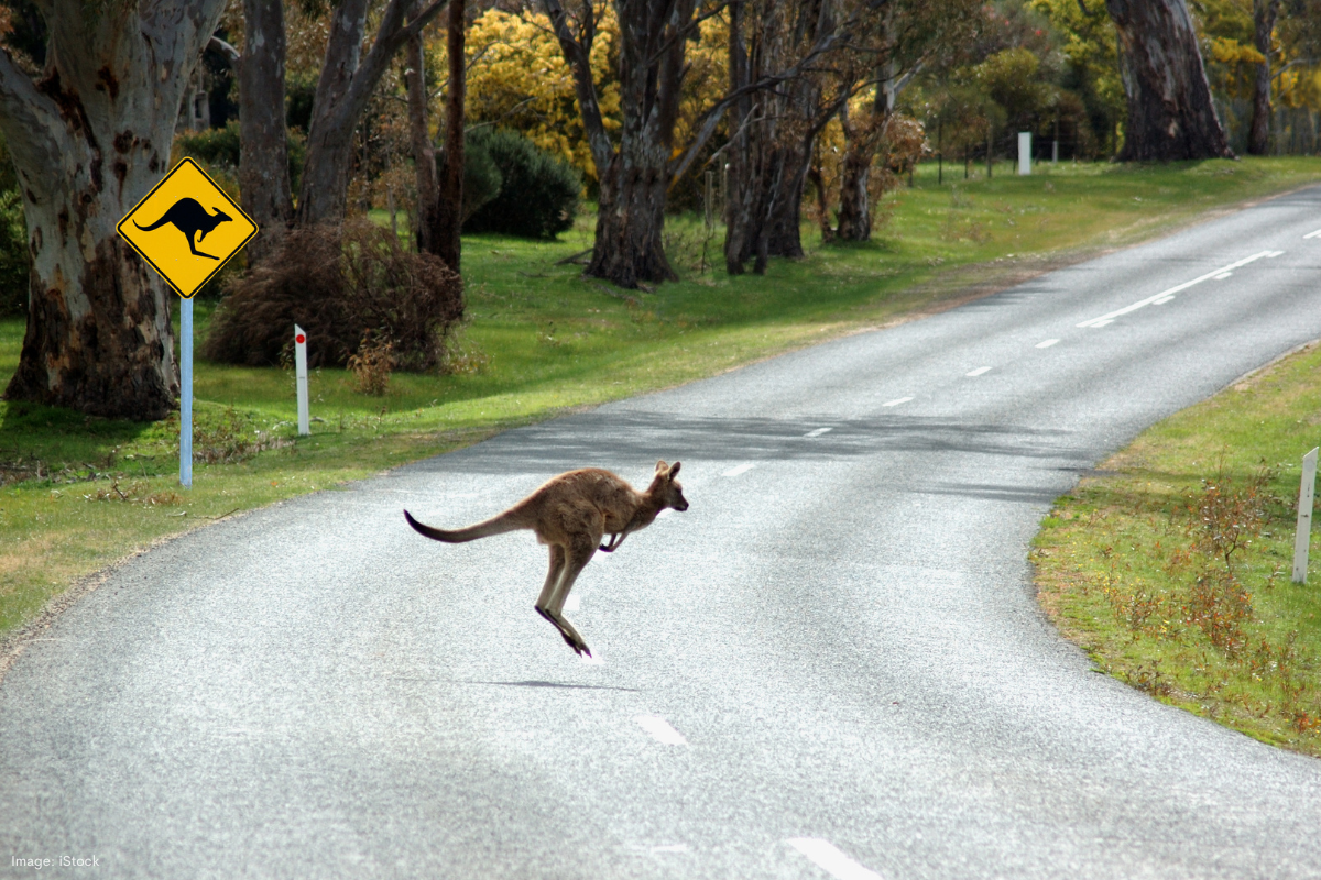 Article image for 250 new signs as Wanneroo tackles wildlife-vehicle collision risk