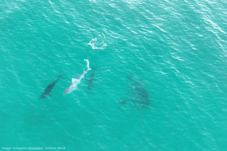 Dolphin pod wins turf war against tiger shark at Whitfords