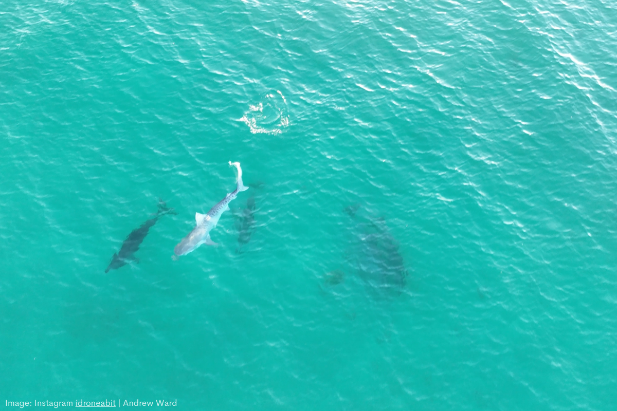 Article image for Dolphin pod wins turf war against tiger shark at Whitfords