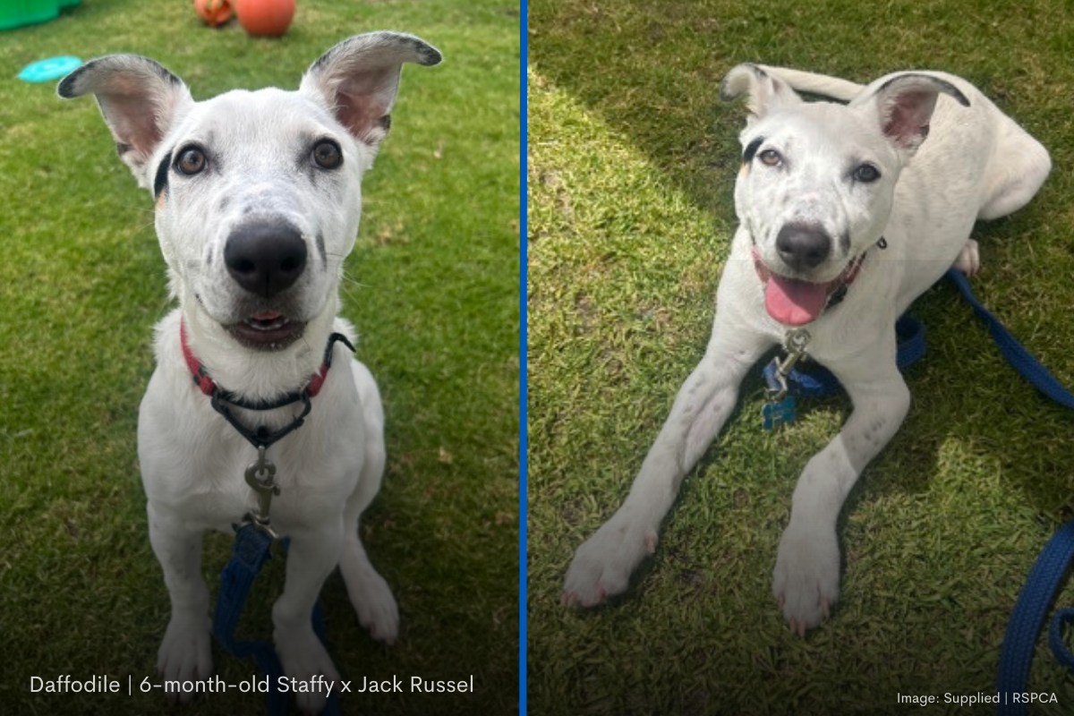 Article image for Become a Guardian Angel for an animal this Christmas