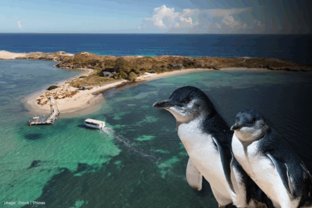 Safety fears mount as Penguin Island Ferry closure puts tourists’ lives in jeopardy