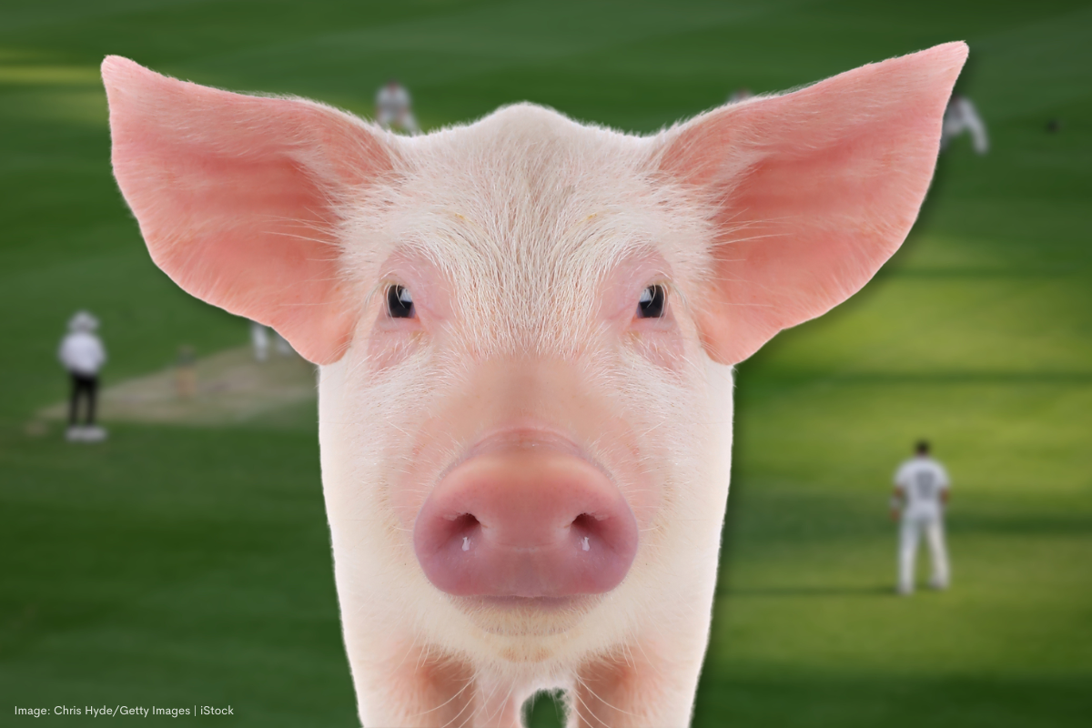 Article image for Putting the ‘ham’ in botham: The crazy story of the Gabba pig invasion