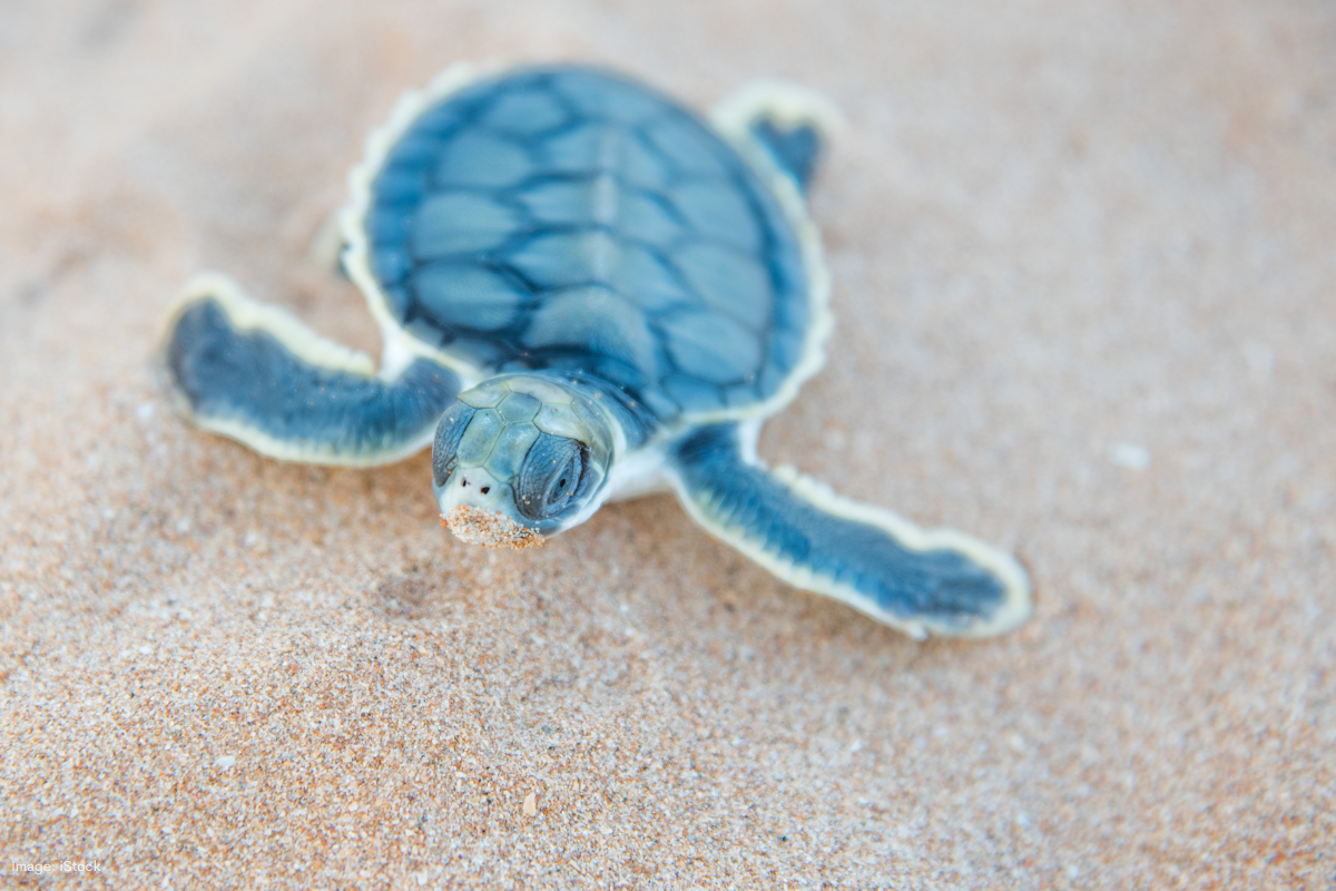 Article image for DBCA launches fox shoot program to save flatback turtle population