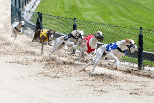 Three greyhound fatalities in one day at Cannington racecourse