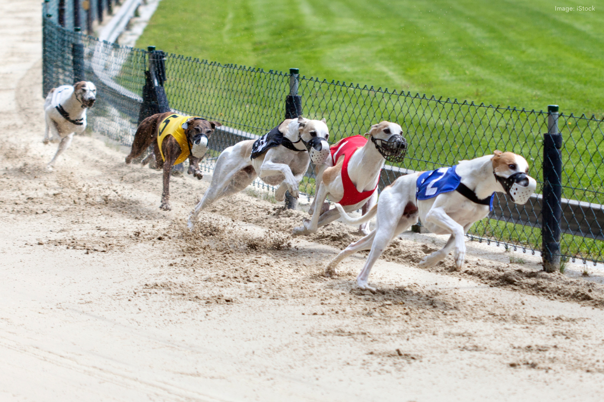 Article image for Three greyhound fatalities in one day at Cannington racecourse