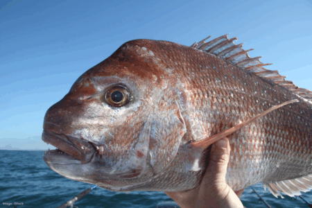 Fishers warn the controversial demersal fishing ban could backfire