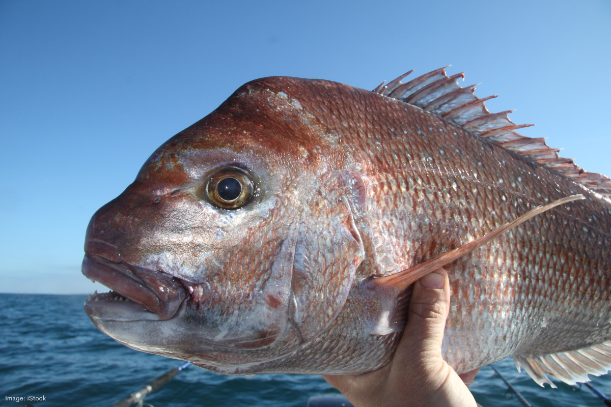 Article image for Fishers warn the controversial demersal fishing ban could backfire