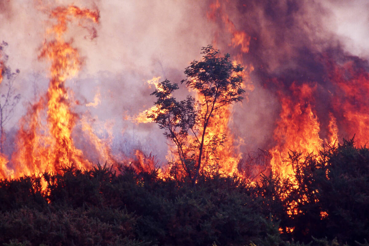 Article image for How Western Australians can prepare their homes for bushfires