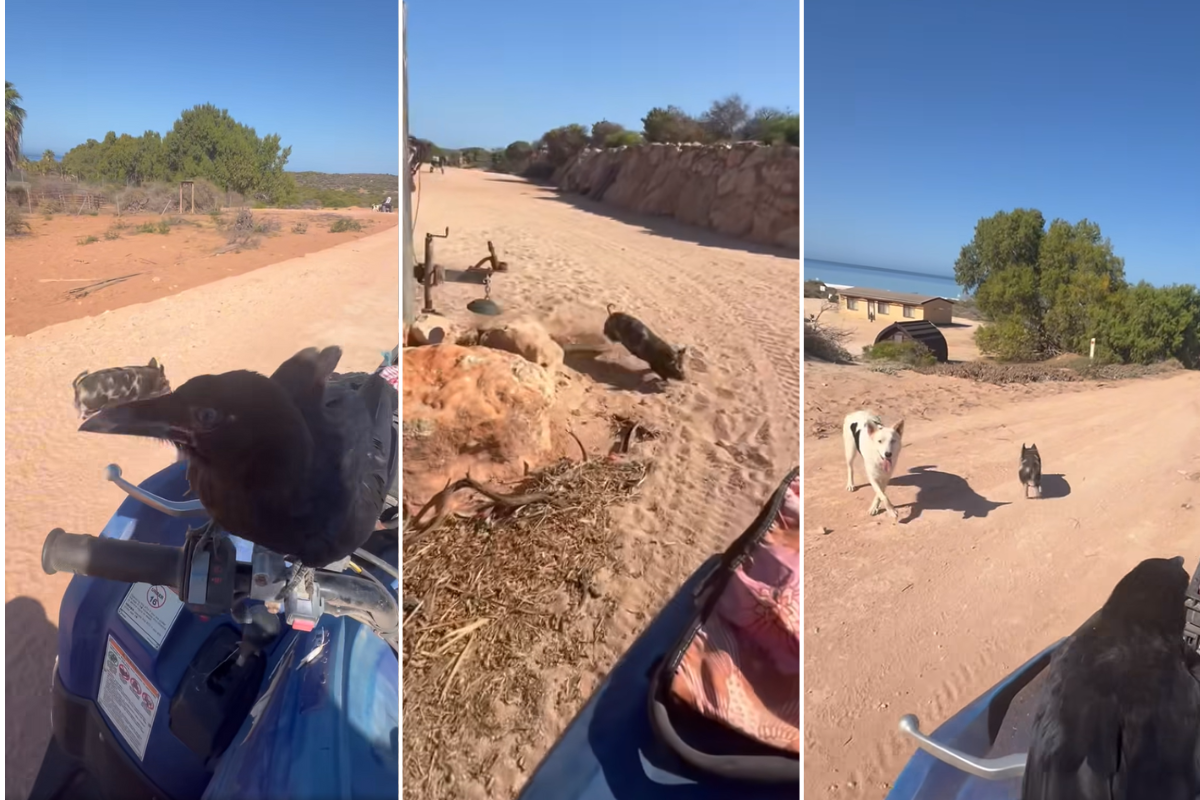 Article image for ‘Never a dull moment’: The heart-warming story behind a viral video