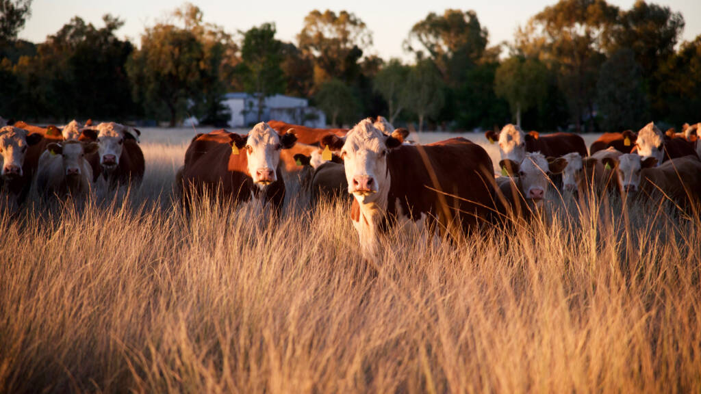 Australian beef industry stares down $1b loss after China tariff move