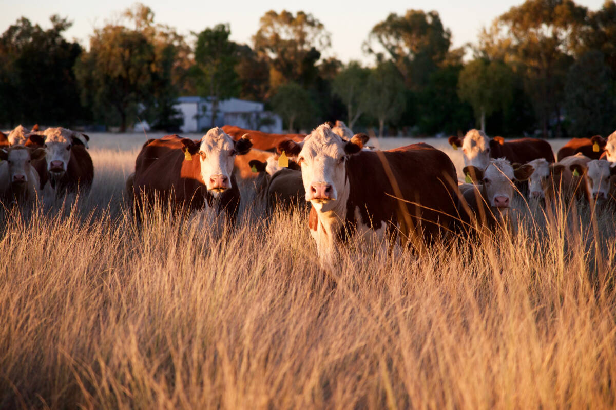 Article image for Australian beef industry stares down $1b loss after China tariff move