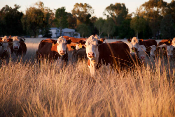 Australian beef industry stares down $1b loss after China tariff move