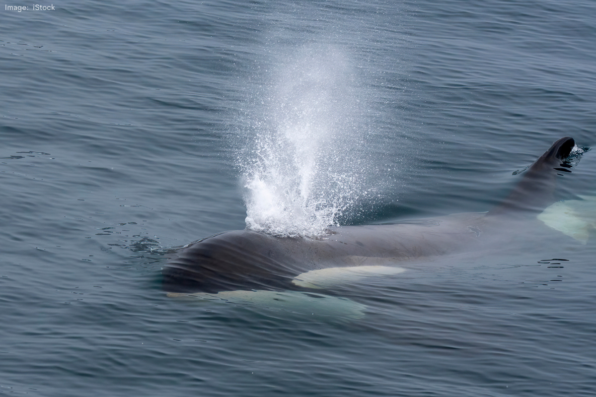 Article image for Antarctic killer whales make ‘phenomenal’ first-time appearance in WA’s Bremer Canyon